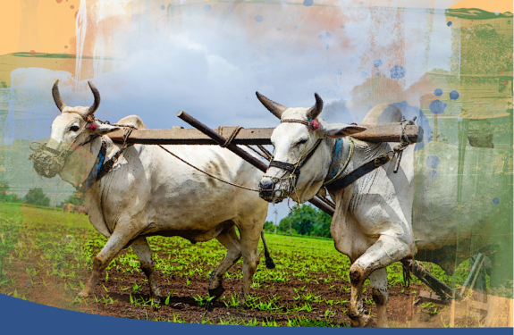 Image showing ploughing with desi cows.
