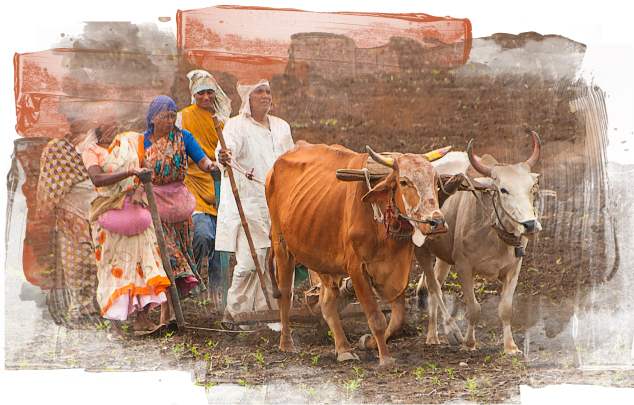 Image of farmers ploughing with desi cows.