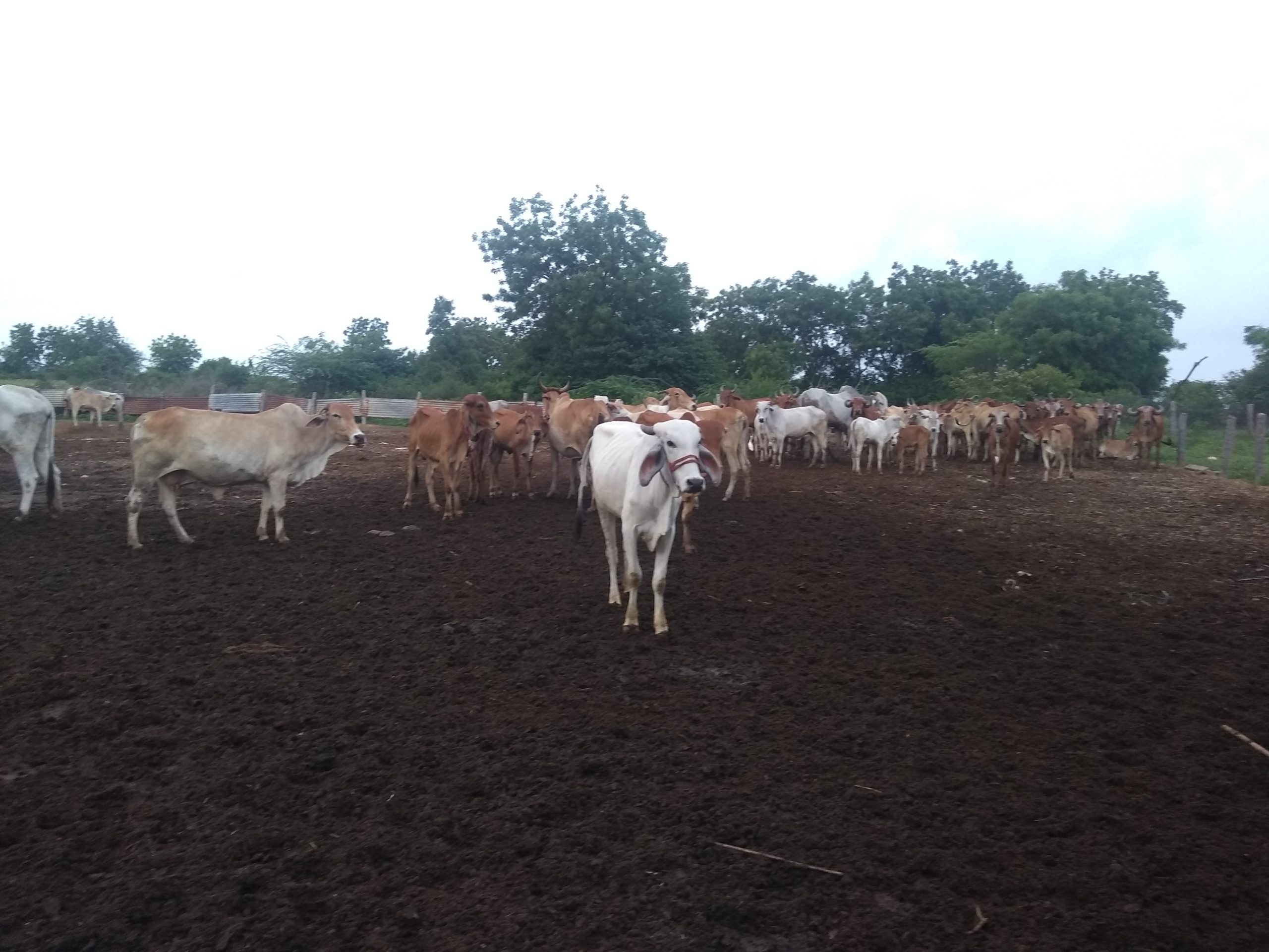 A herd of Indian desi cows.