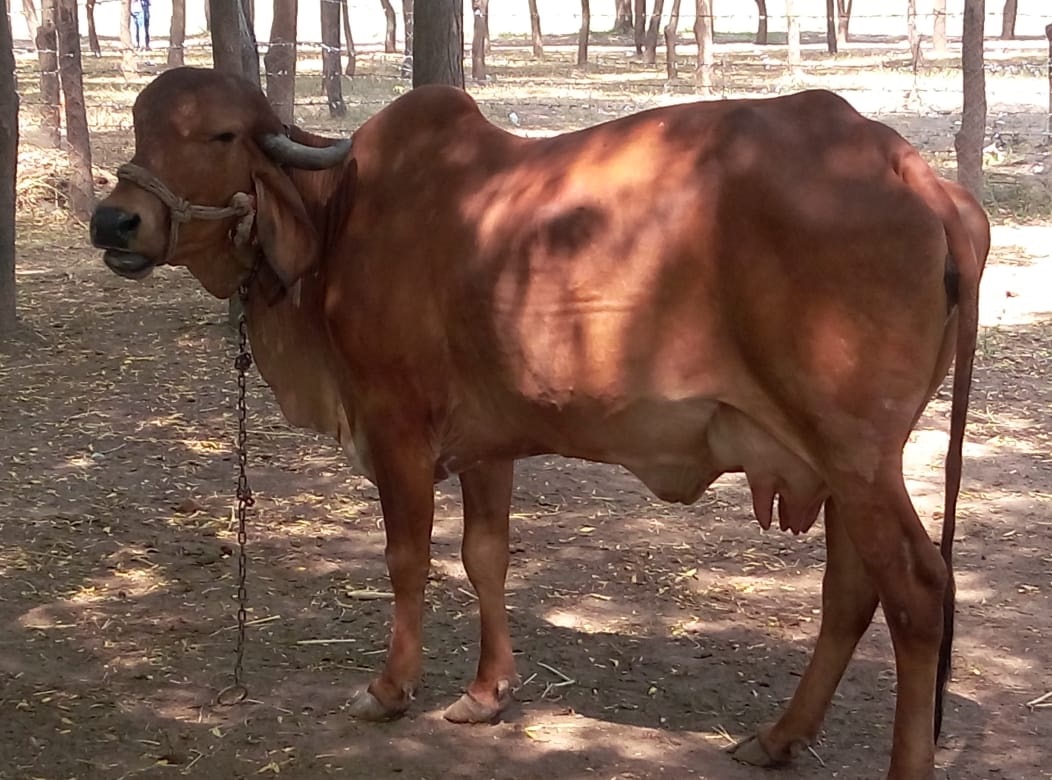 The photo of Gir cow, a desi cow at GoPals.