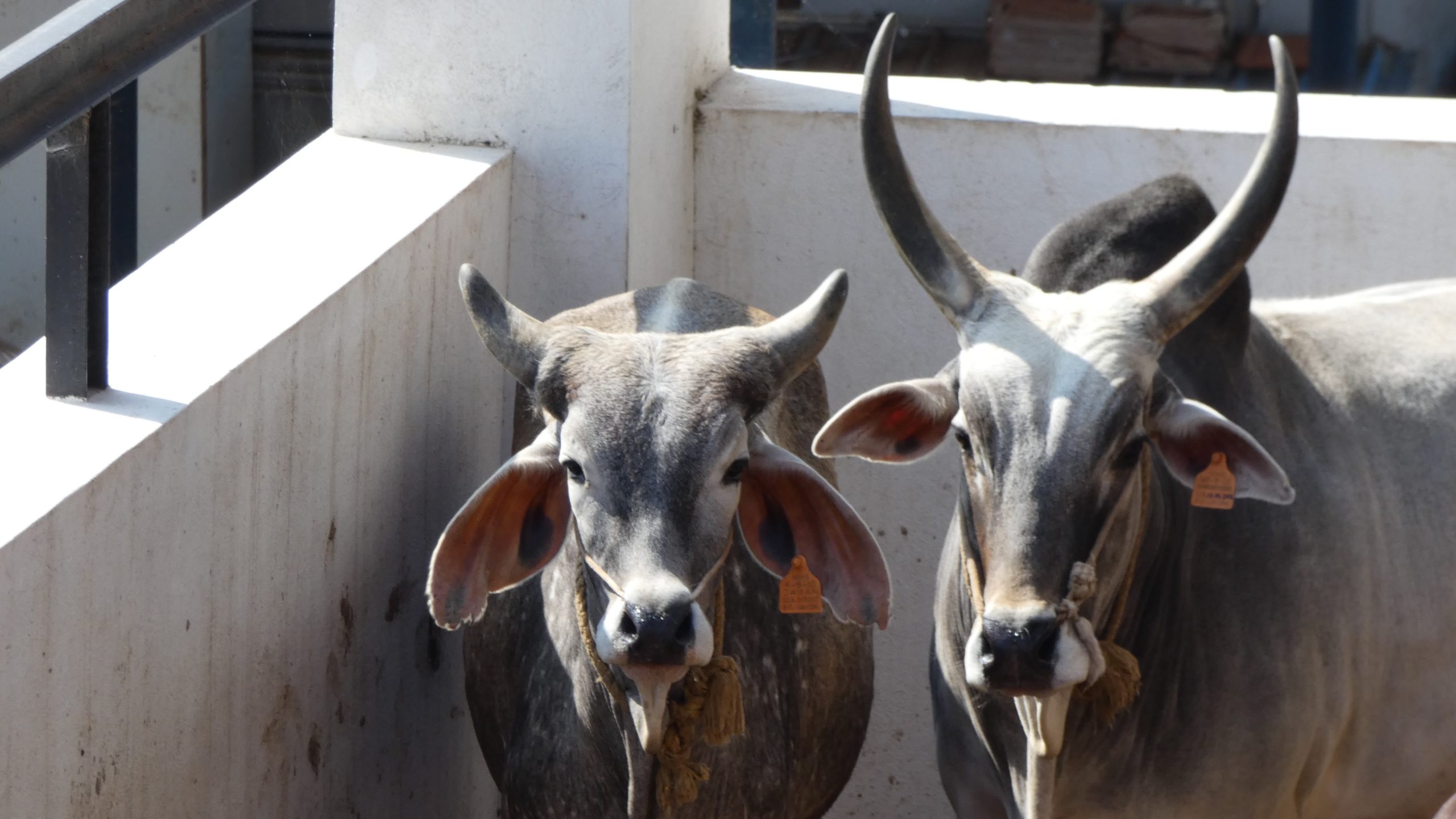 Photo of two desi cows at GoPals.