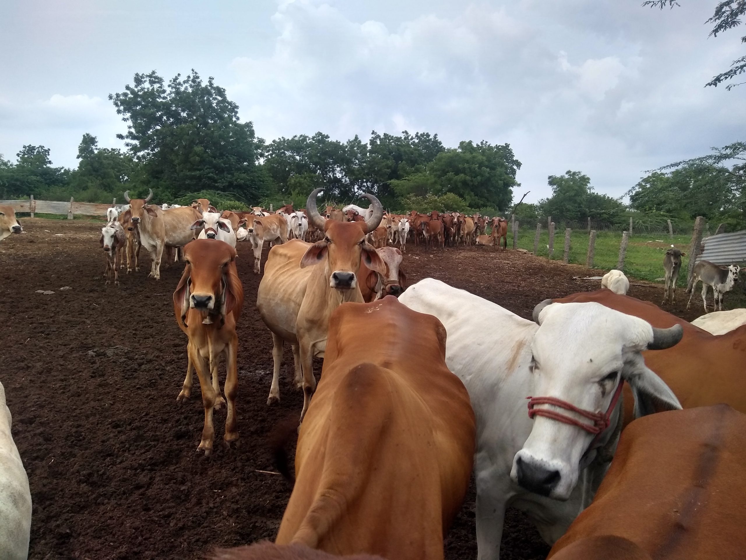 A herd of desi cows.