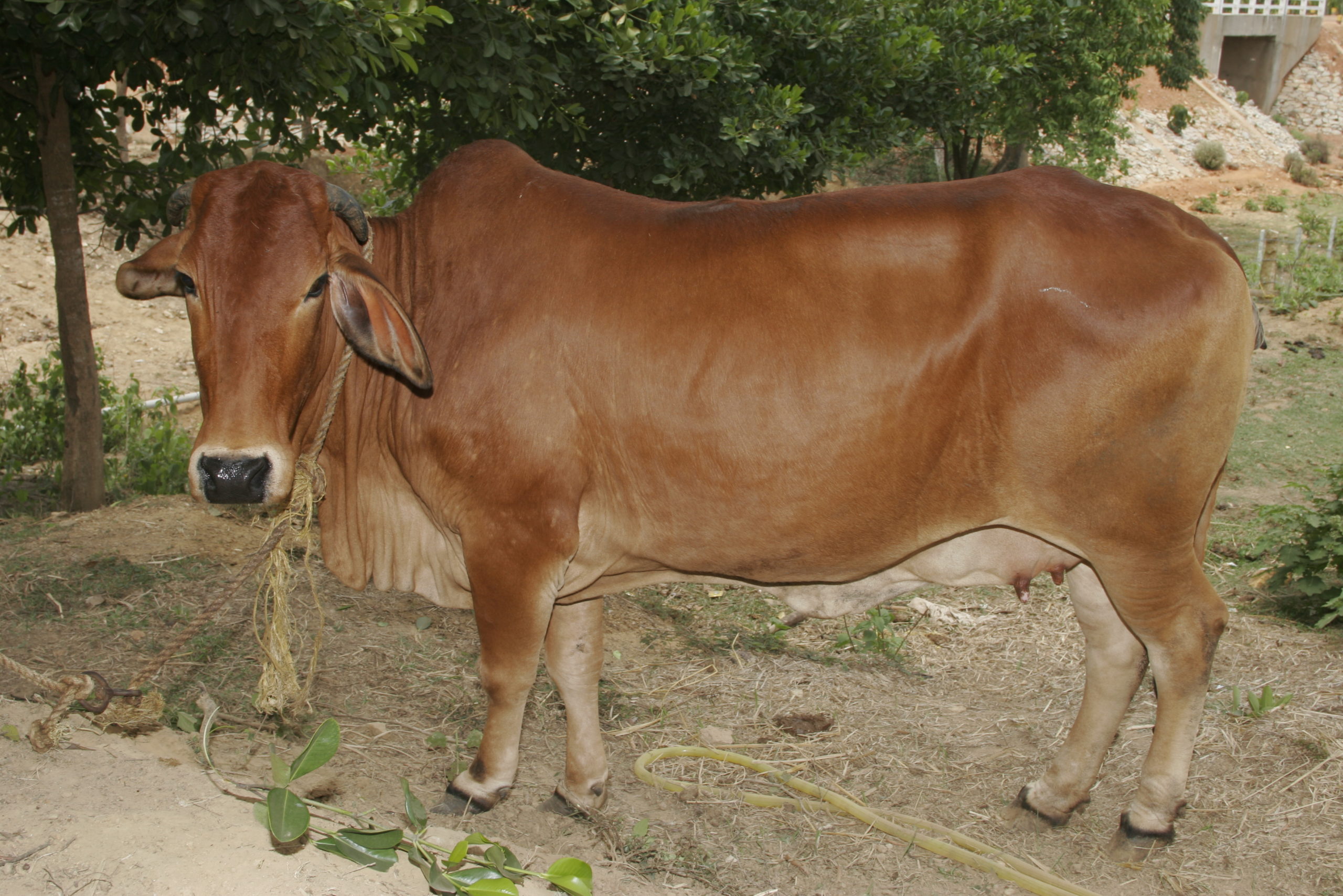 A Sahiwal cow breed.