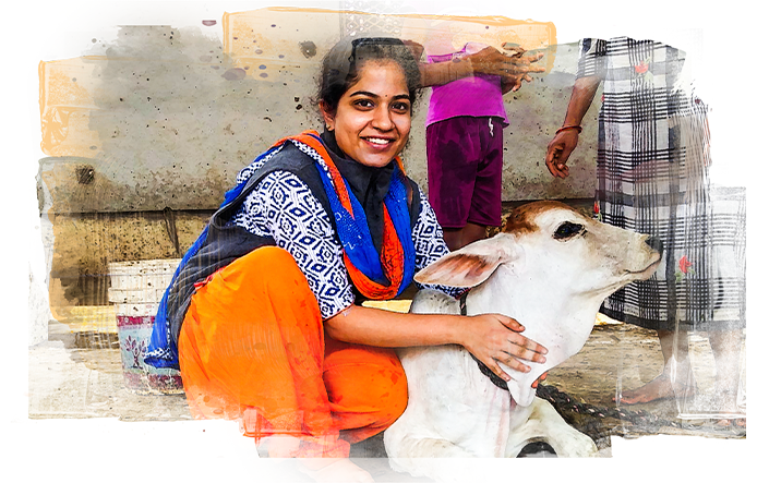 A happy GoPals volunteer with a desi calf.