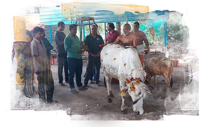 Banner image of GoPal volunteers with a desi cow.