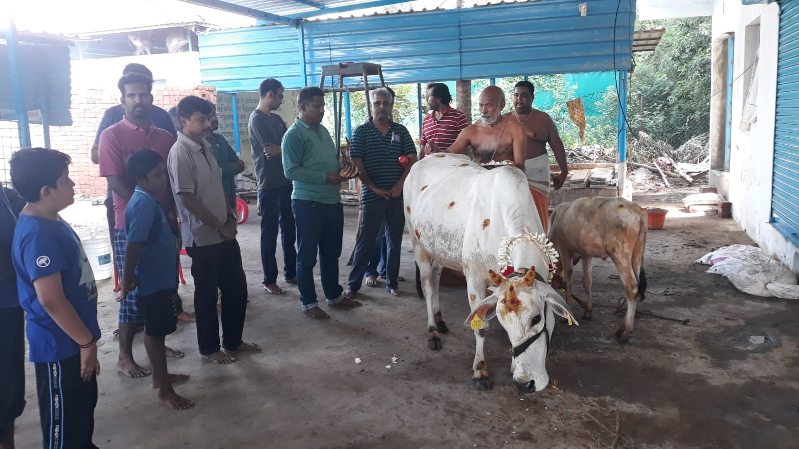 GoPals volunteers are performing a cow pooja for Gouvanam.