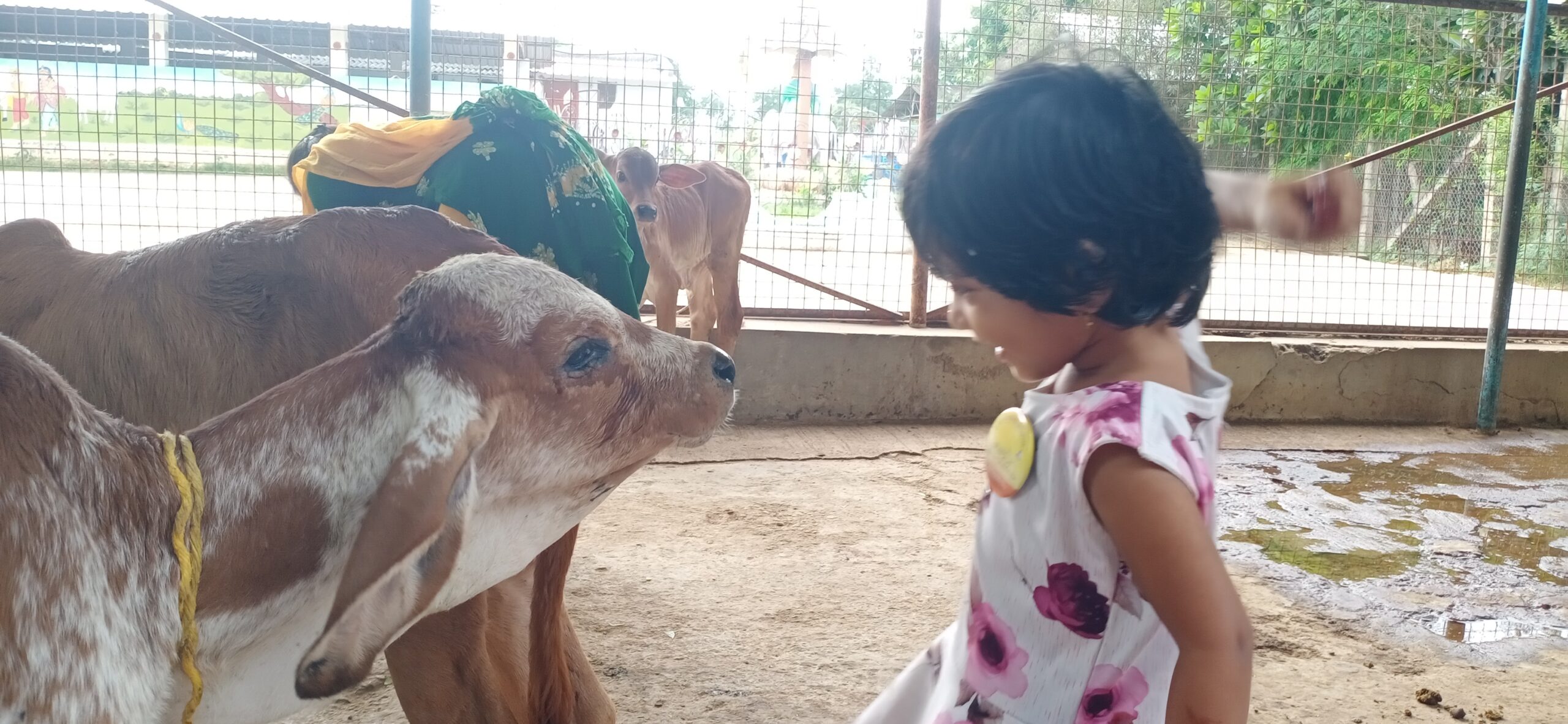 A little girl from GoPals volunteers happily watches calf during Diwali.