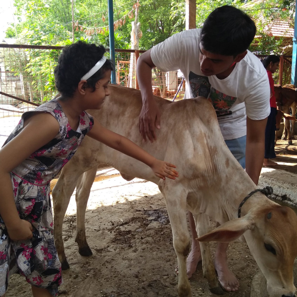 A small girl taking care of a desi calf.