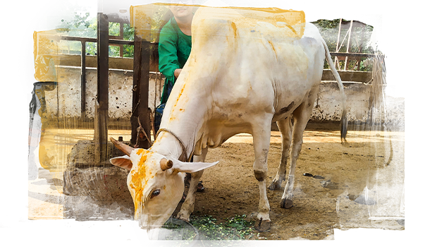A female volunteer feeding a desi cow.
