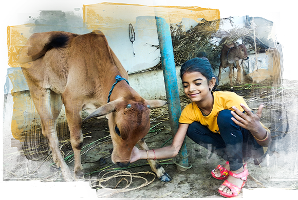 A female GoPal volunteer with a desi calf.