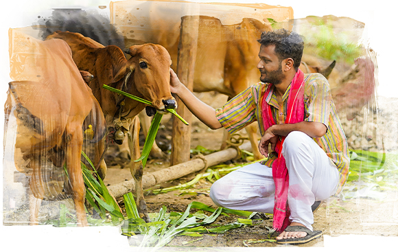 A male GoPal volunteer taking care of a desi cow.