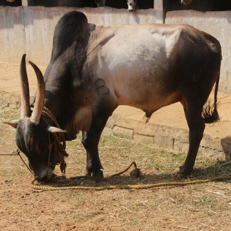 An image of Amrit Mahal bull breed.