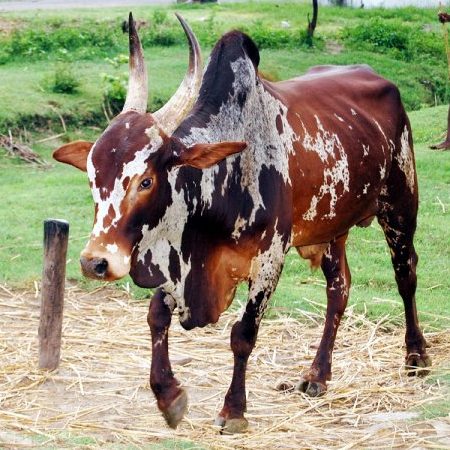 A Bargur ox breed.