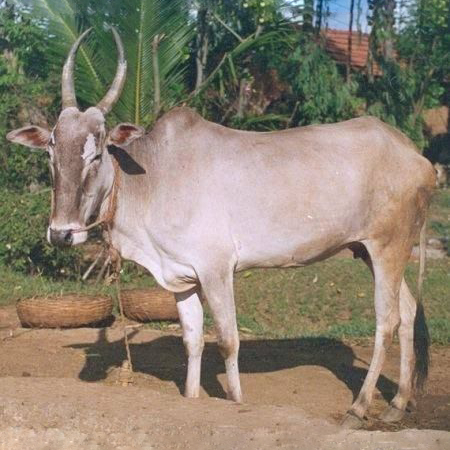 A Hallikar cow breed.