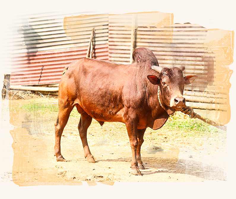 Banner image of desi bull.