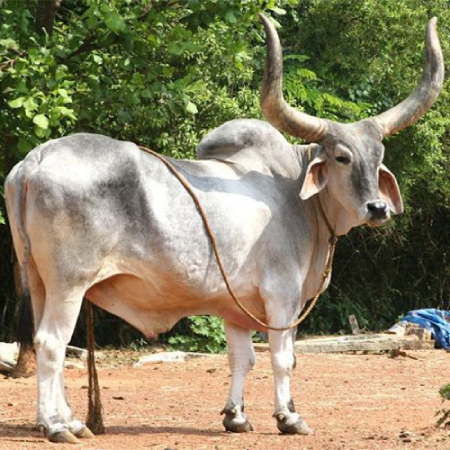 A Kankrej bull breed.