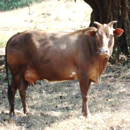 A MalnadGidda cow breed.