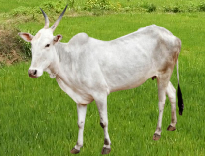 Another desi cow.