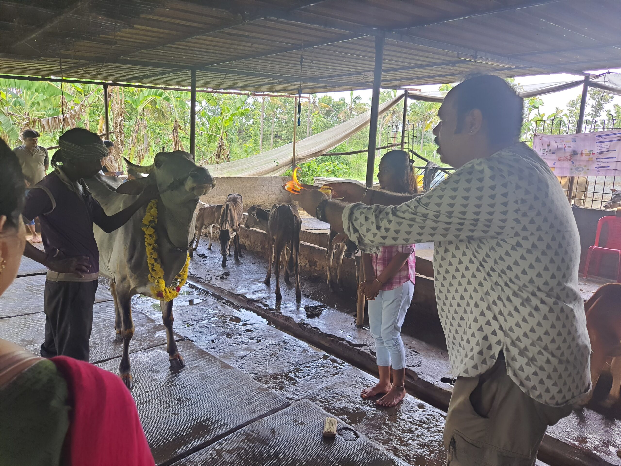 A family is conducting a cow pooja.