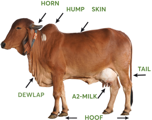 Image of Bos Indicus, a native cow breed.