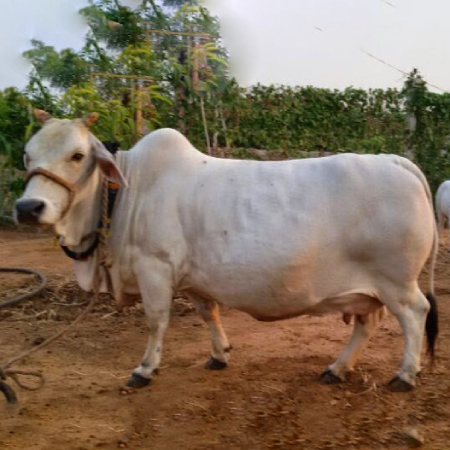 A Punganur cow breed.