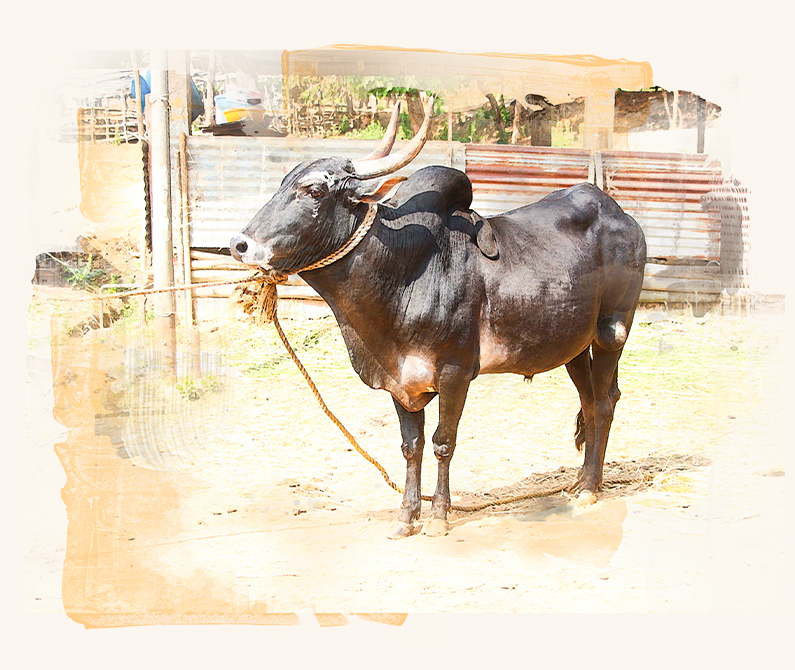 Image of black desi bull tied with rope.