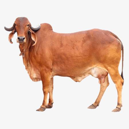 An image of Gir cow breed.
