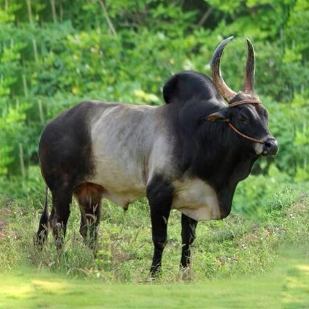 A Kangeyam bull breed.