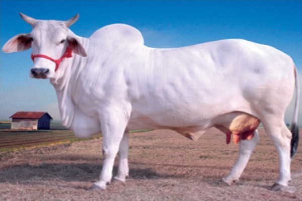 A desi white cow.