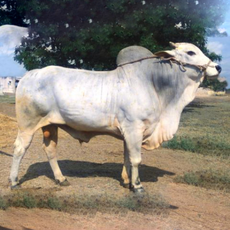 An Ongole ox breed.