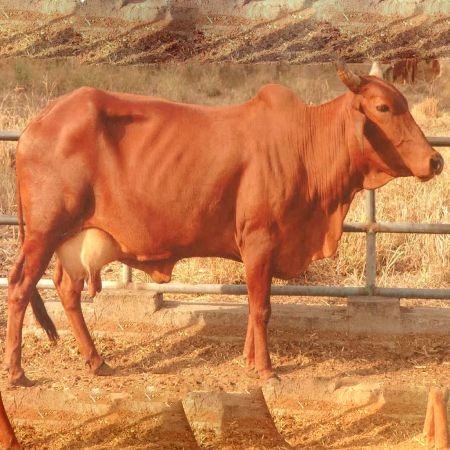 A Red Sindhi cow breed.